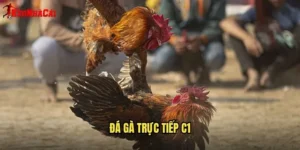 Đá Gà Trực Tiếp C1