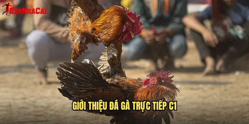 Giới Thiệu Đá Gà Trực Tiếp C1