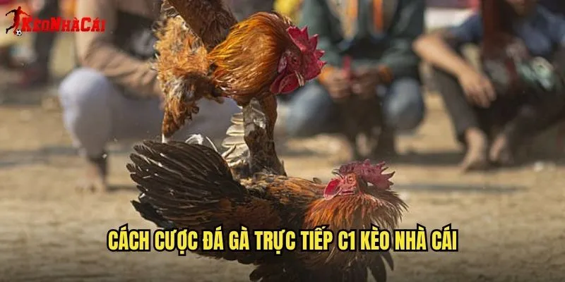 Cách Cược Đá Gà Trực Tiếp C1 Kèo Nhà Cái