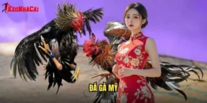 đá gà Mỹ