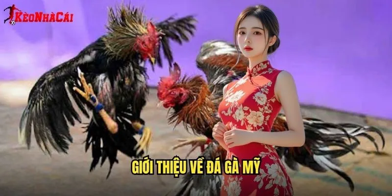 Giới Thiệu Về Đá Gà Mỹ