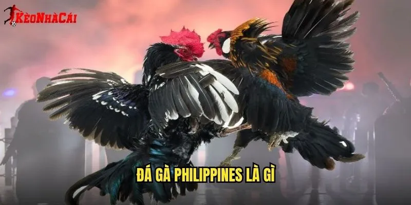 Đá Gà Philippines Là Gì