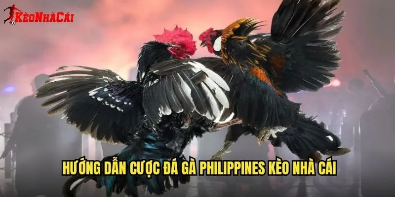 Hướng Dẫn Cược Đá Gà Philippines Kèo Nhà Cái