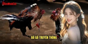 Đá Gà Truyền Thống
