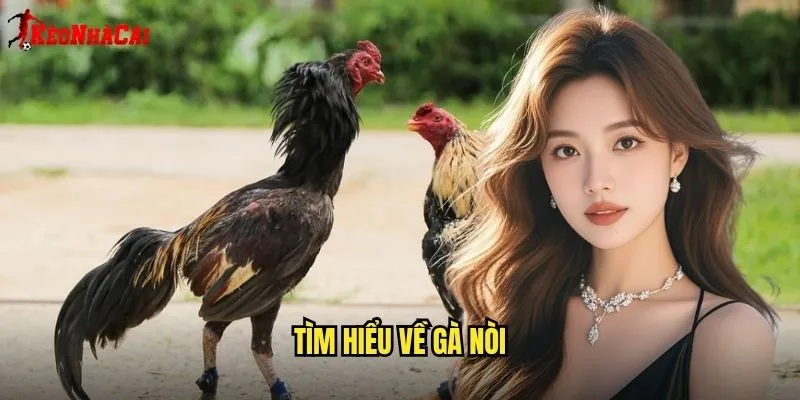 Đá Gà Nòi Thuần Chủng - Đẳng Cấp Kèo Nhà Cái 1 Tìm Hiểu Về Gà Nòi