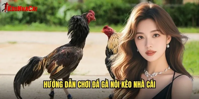 Đá Gà Nòi Thuần Chủng - Đẳng Cấp Kèo Nhà Cái 2 Hướng Dẫn Chơi Đá Gà Nòi Kèo Nhà Cái