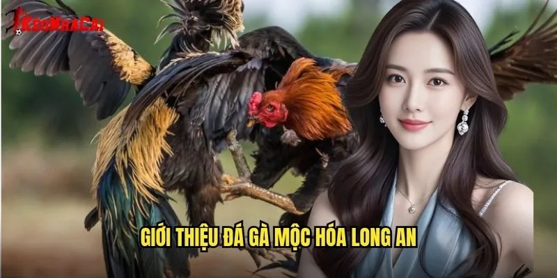 Giới Thiệu Đá Gà Mộc Hóa Long An