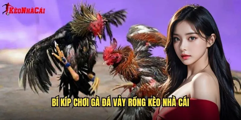 Gà Đá Vảy Rồng Quý Hiếm - Bí Mật Từ Kèo Nhà Cái 2 Bí Kíp Chơi Gà Đá Vảy Rồng Kèo Nhà Cái