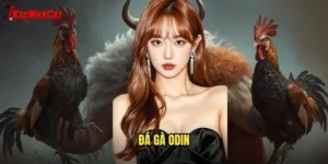 đá gà Odin