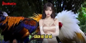 cách bế gà đá