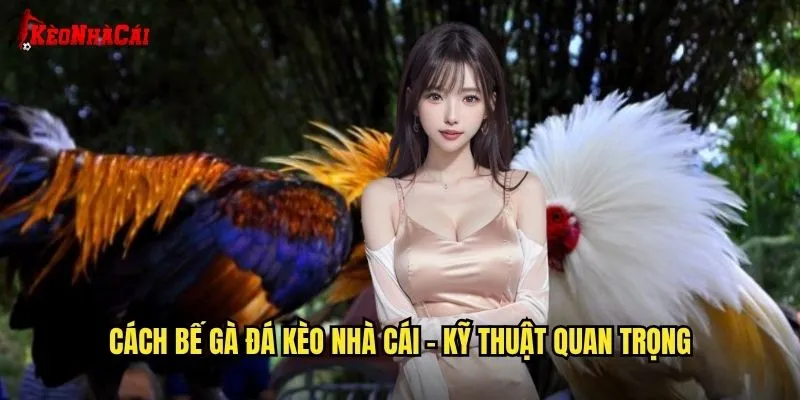 Cách bế gà đá kèo nhà cái - Kỹ thuật quan trọng