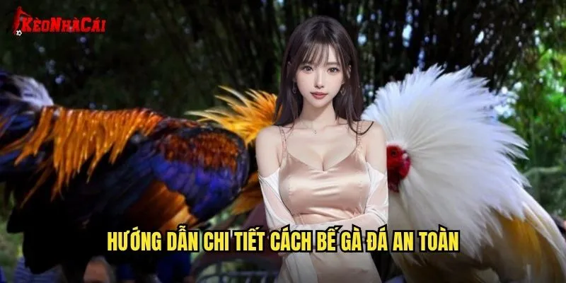 Hướng dẫn chi tiết cách bế gà đá an toàn