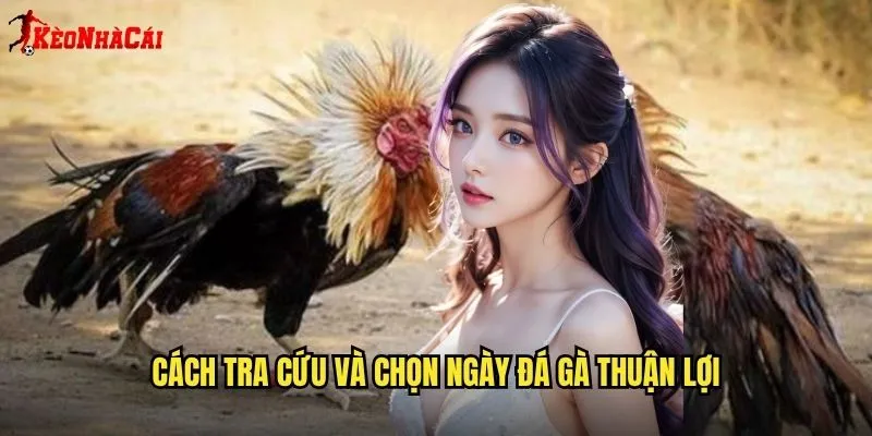 Cách tra cứu và chọn ngày đá gà thuận lợi