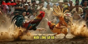 nuôi lông gà đá