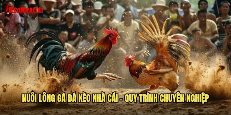Nuôi lông gà đá kèo nhà cái - Quy trình chuyên nghiệp