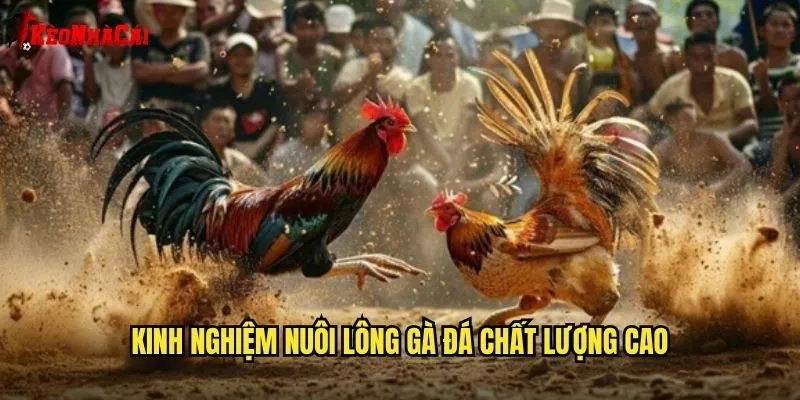 Kinh nghiệm nuôi lông gà đá chất lượng cao